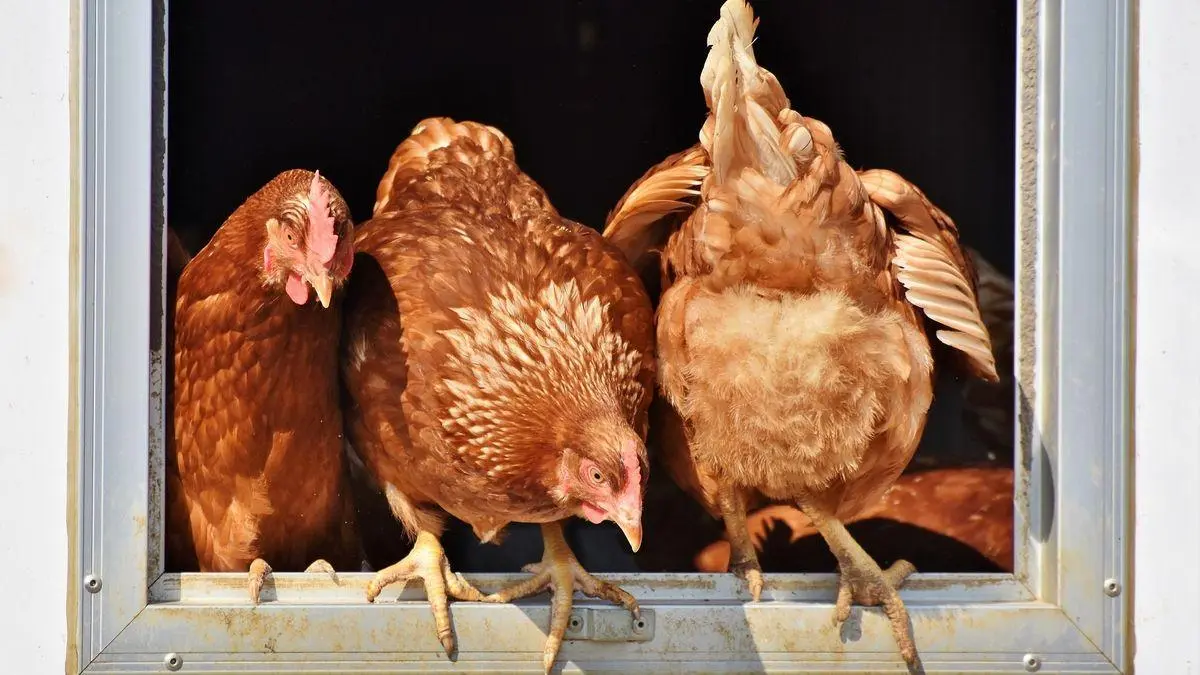 Gallinas. - PIxabay