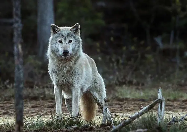 Lobo. | Europa Press