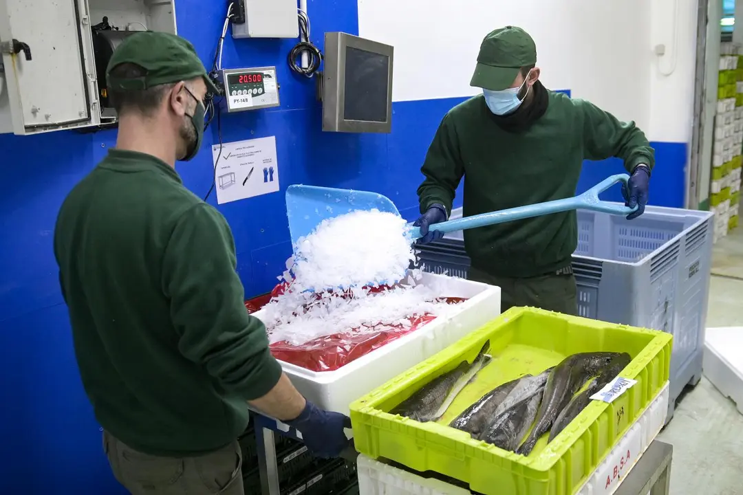 Dos trabajadores manejan pescado en cajas de pl&aacute;stico. - Europa Press