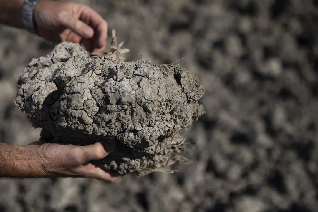 Tierras de cultivo de arroz sin sembrar a causa de la sequ&iacute;a. - Europa Press