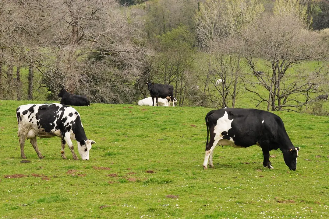 Varias vacas lecheras pastorean. - Europa Press