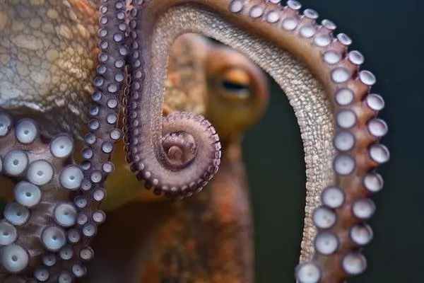 Pulpo. - Freder