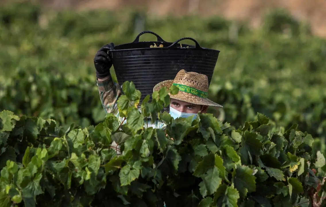 Agricultura. - Efe/Rom&aacute;n R&iacute;os