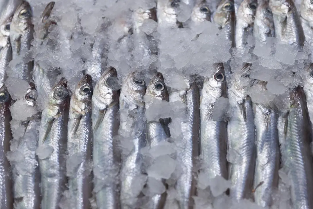 Sardinas expuestas en una pescader&iacute;a. - Europa Press