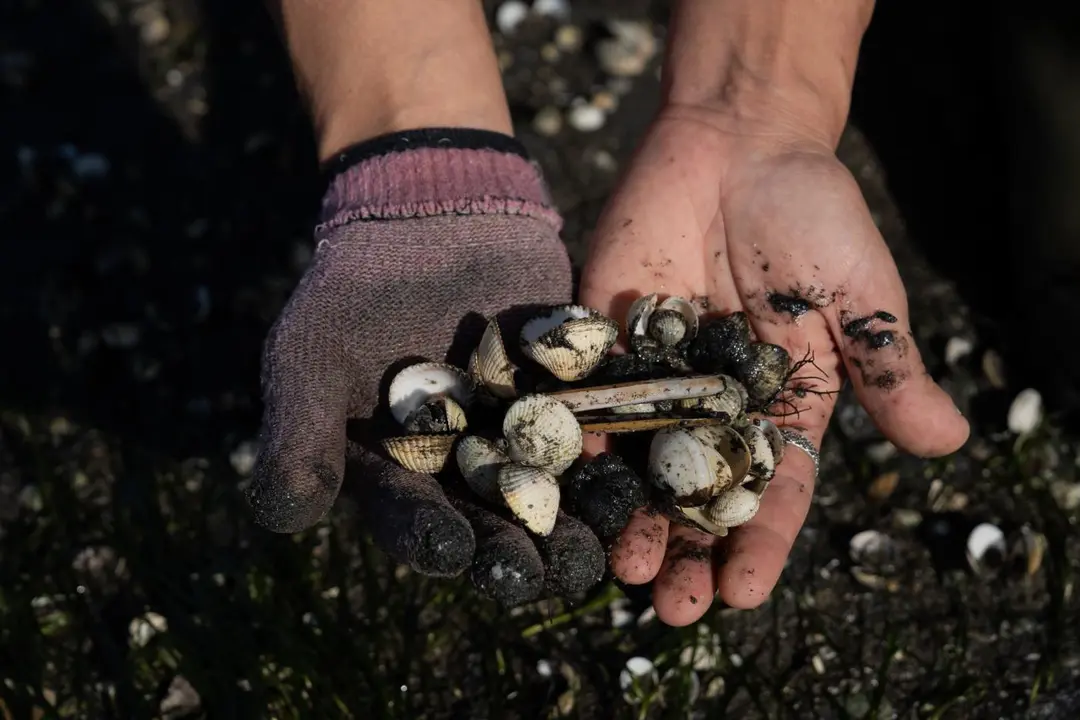 Cr&iacute;as de almeja en la ensenada de San Sim&oacute;n, R&iacute;as Baixas. - Europa Press