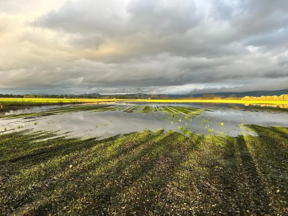 Campo de cultivo en el &aacute;rea de la Laguna Antela, tras las tormentas. - ADEGAL