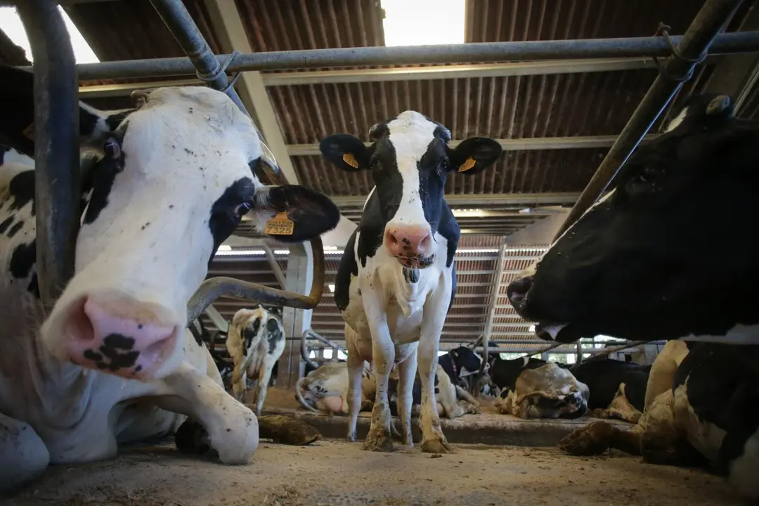 Vacas de una ganader&iacute;a. - Europa Press