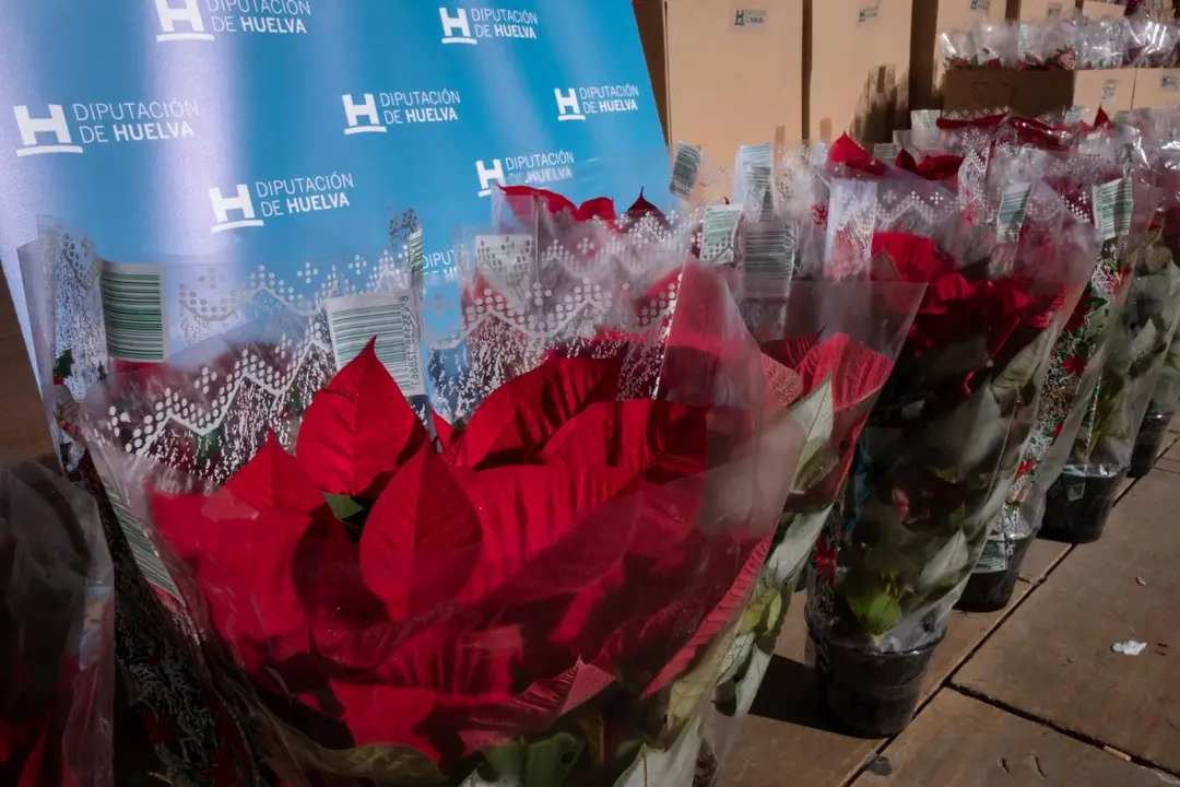 Flores de pascua. - VH