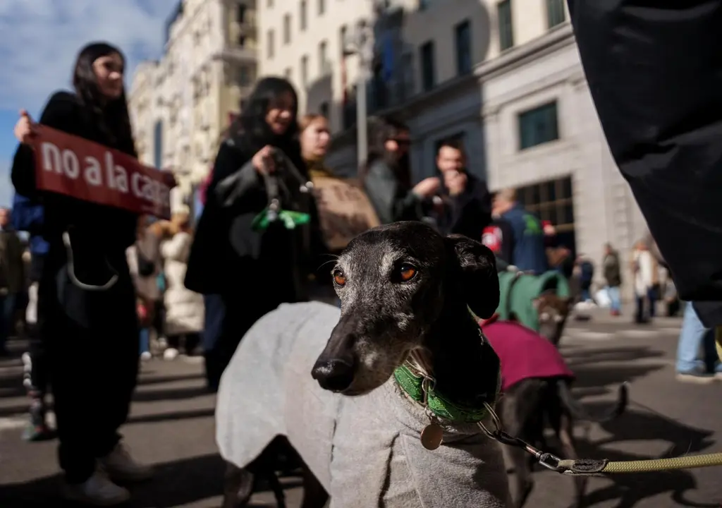Un perro durante la manifestaci&oacute;n - Matias Chiofalo / Europa Press