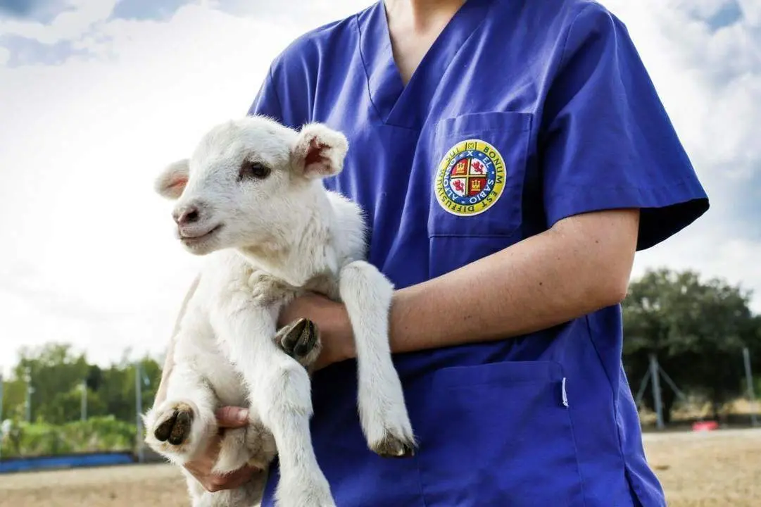 Formaci&oacute;n en Veterinaria. - UAX