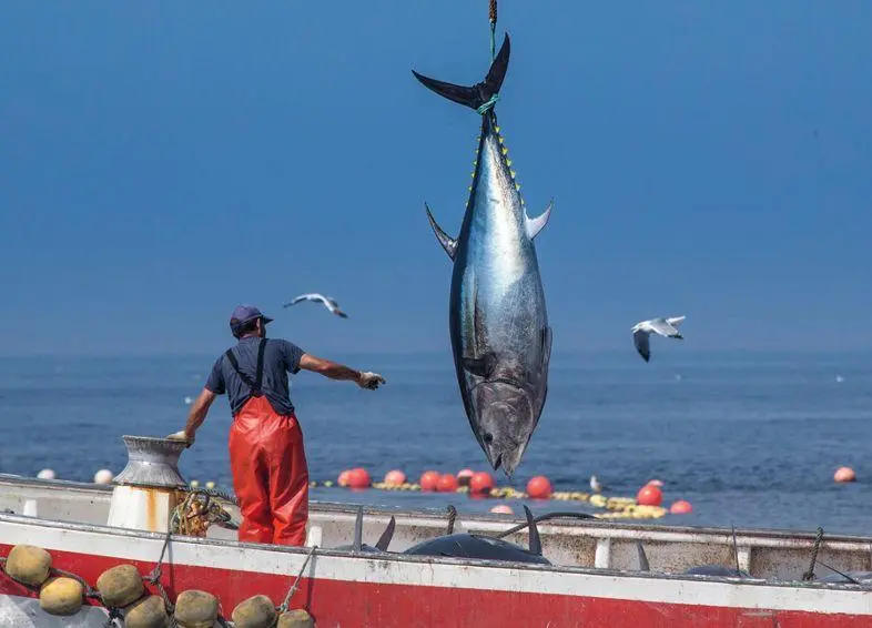 Pesca de at&uacute;n rojo. - AI