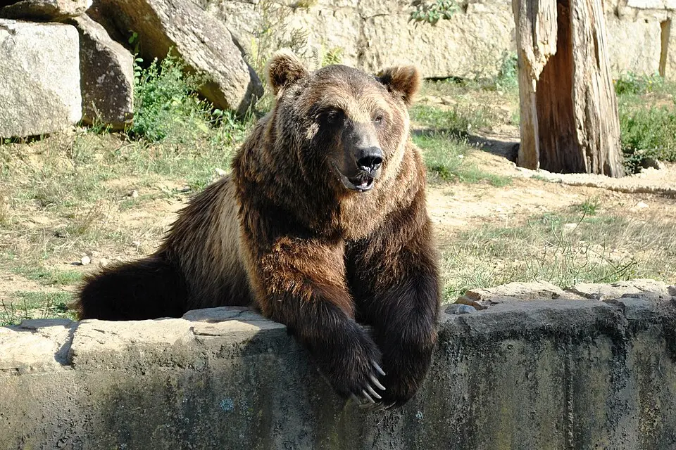 El oso Carmo | Wikipedia