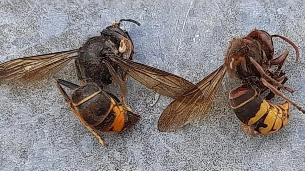 Avispa Vespa Velutina. | GVA-EP