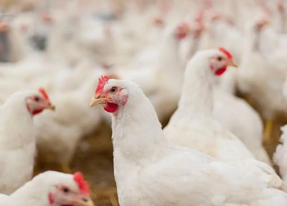 Gallinas.
- JCCM