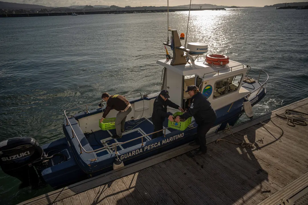Agentes de Gardacostas de Galicia
Agentes del servicio de Guardacostas de Galicia cargan a bordo de un buque de Guardia de Pesca Mar&iacute;timo los excedentes de un buque que sobrepas&oacute; el cupo m&aacute;ximo de capturas para dirigirse al banco marisquero del que se extrajo para devolverlos al mar a 19 de diciembre de 2025.
------------
El servicio de Guardacostas, dependiente de la Xunta de Galicia, realiza tareas de control y vigilancia en la Lonja de Cambados este viernes 19 de diciembre de 2025, durante el &uacute;ltimo d&iacute;a de campa&ntilde;a de la vieira. Este marisco de la especie de los bivalvos abre la temporada de capturas durante el &uacute;ltimo trimestre del a&ntilde;o, si bien, este a&ntilde;o &uacute;nicamente estuvo permitido su captura los d&iacute;as 17, 18 y 19 de diciembre dtras permanecer cerrados gran parte de los bancos marisqueros de la r&iacute;a de Villagarc&iacute;a debido al alto nivel de toxina registrado en el agua.
El servicio de Guardacostas es un servicio que act&uacute;a principalemente en el mar, si bien, tambi&eacute;n realiza tareas de control de pesca en los puertos y lonjas de la comunidad de Galicia. Entre sus tareas est&aacute; la del control de cupos m&aacute;ximos de captura, tallajes m&iacute;nimos, as&iacute; como el control y registro de buques, si fuese necsario, para evitar el contrabando de especies que eviten los mecanismos legales, de trazabilidad y sanitarios impuestos a cualquier actividad pesquera.