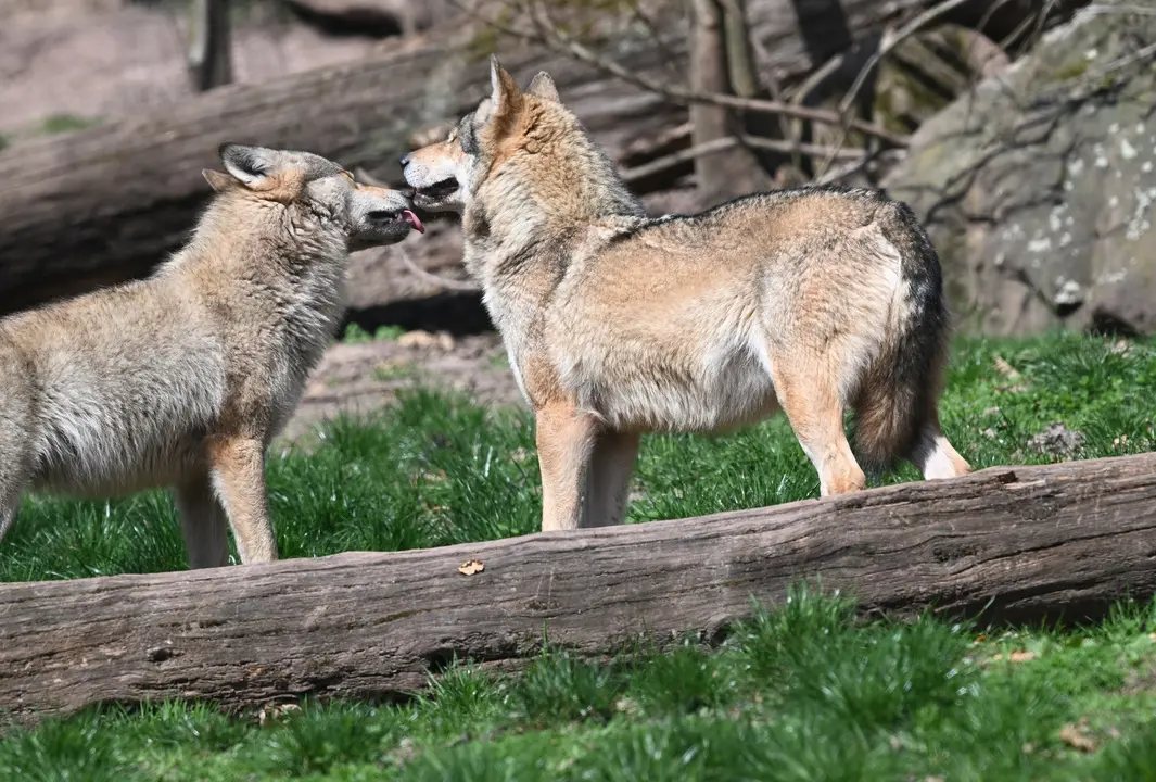 Lobos.
- Bernd Weibrod/dpa - Archivo