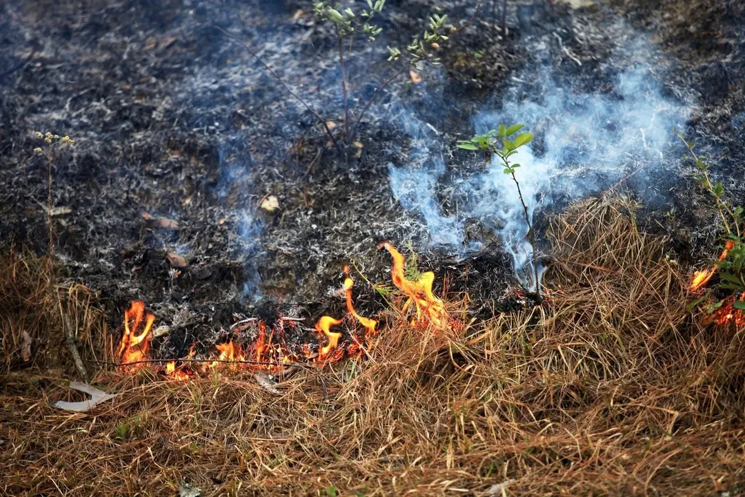 Quema forestal
- XUNTA - Archivo