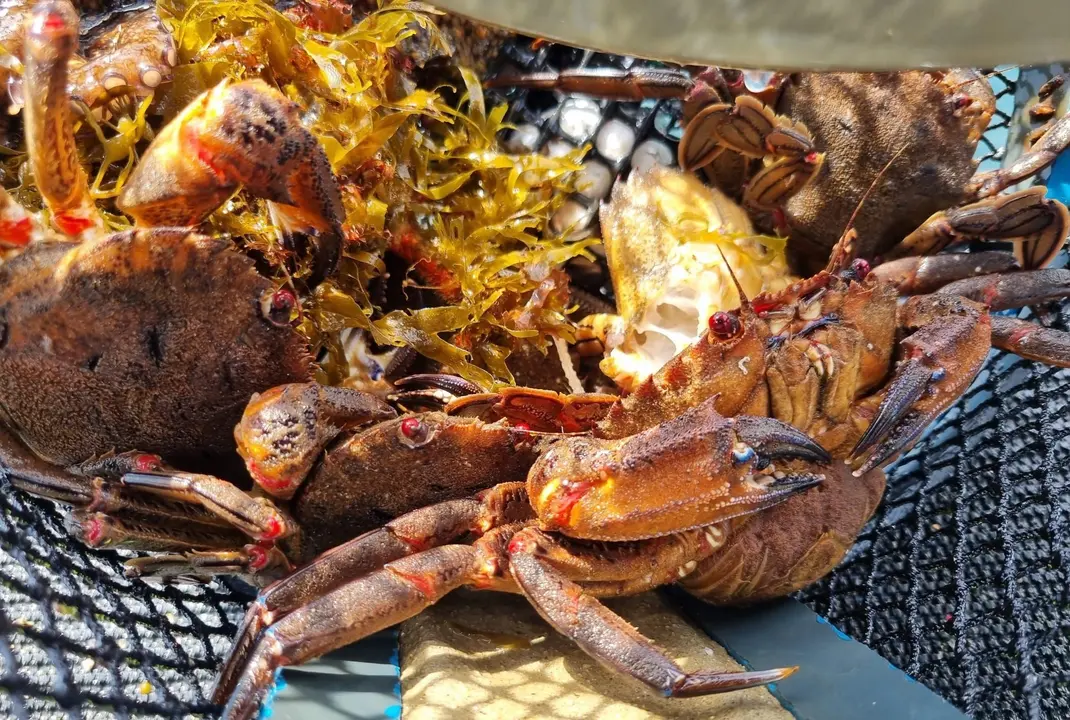 Marisco devuelto al mar | Gardacostas