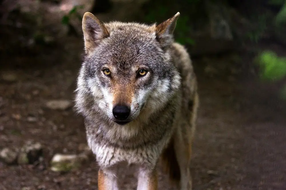 Un lobo | EP