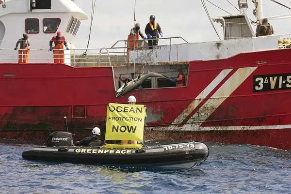 Greenpeace sorprende a un barco gallego pescando una especie de tibur&oacute;n no permitida en alta mar. | Europa Press.