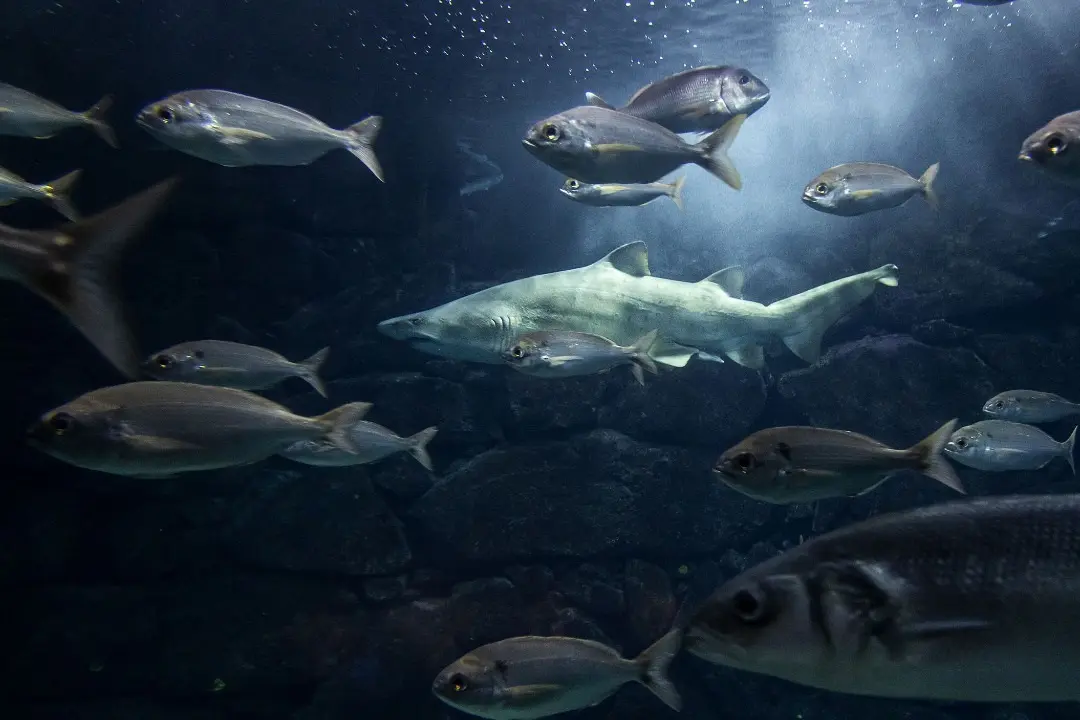 Gast&oacute;n, el tibur&oacute;n toro del Aquarium Finisterrae, vivi&oacute; 20 a&ntilde;os en el acuario coru&ntilde;&eacute;s. | Europa Press