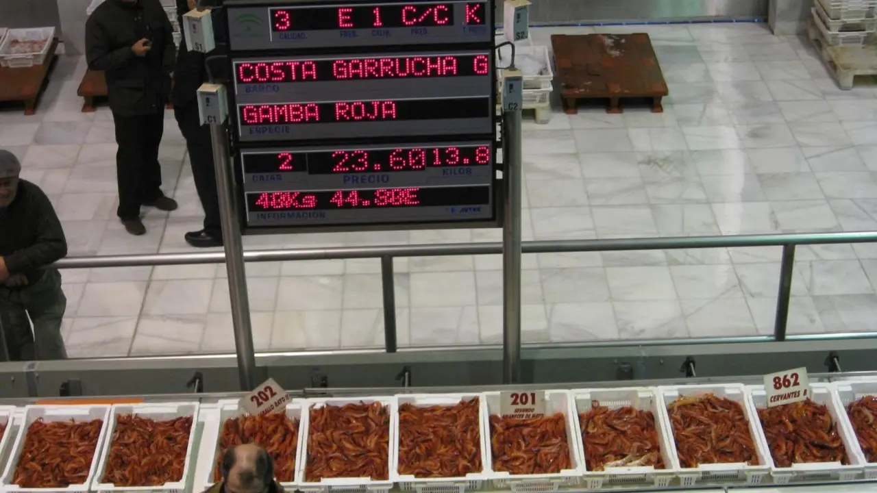 Subasta de gamba roja. - EP