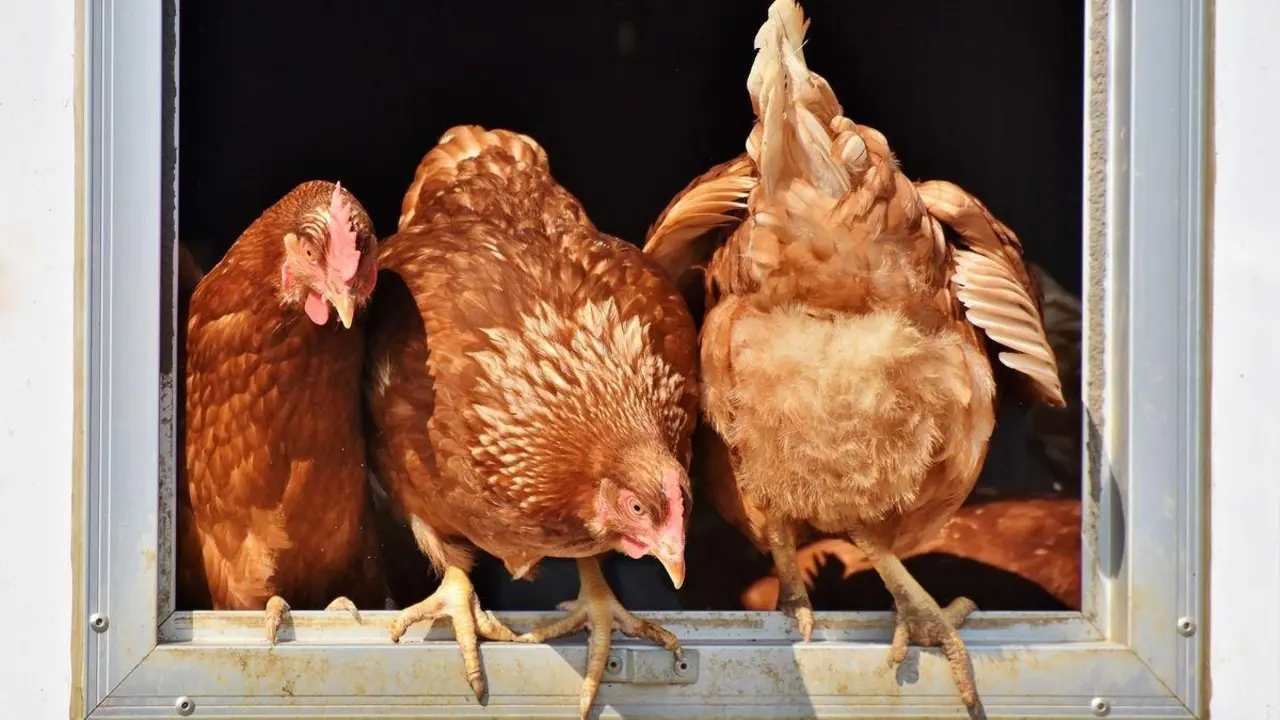 Gallinas. - PIxabay