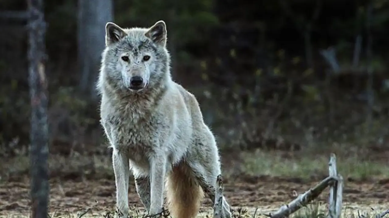 Lobo. | Europa Press