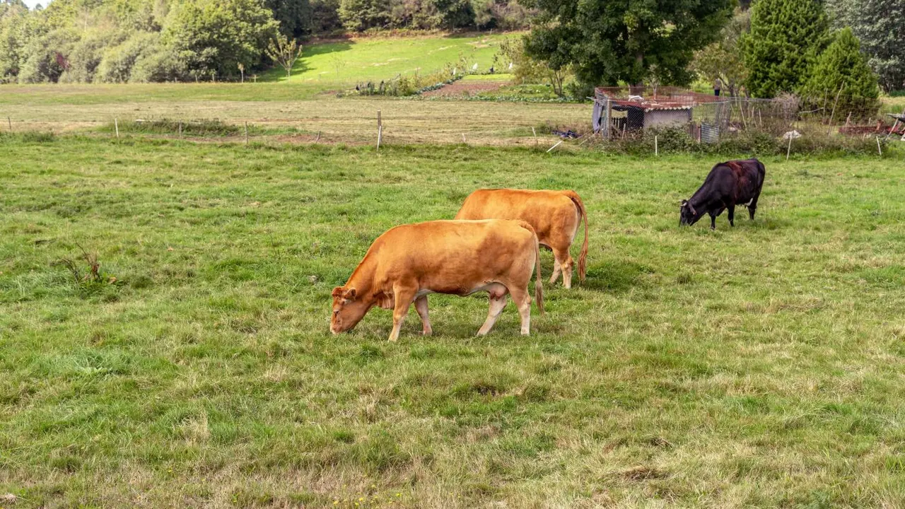 Vacas pastando en el campo. - Europa Press