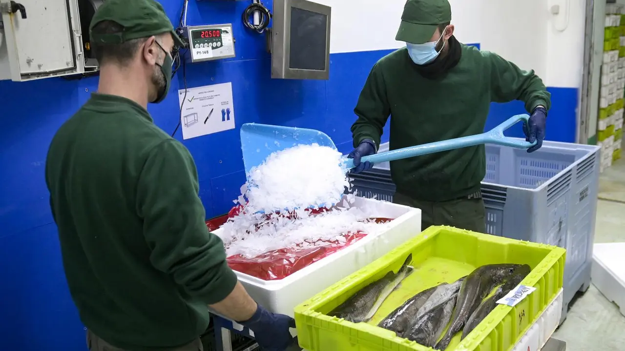 Dos trabajadores manejan pescado en cajas de pl&aacute;stico. - Europa Press