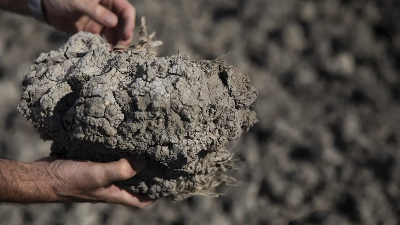 Tierras de cultivo de arroz sin sembrar a causa de la sequ&iacute;a. - Europa Press