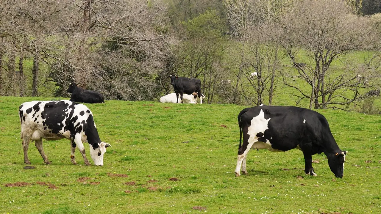 Varias vacas lecheras pastorean. - Europa Press