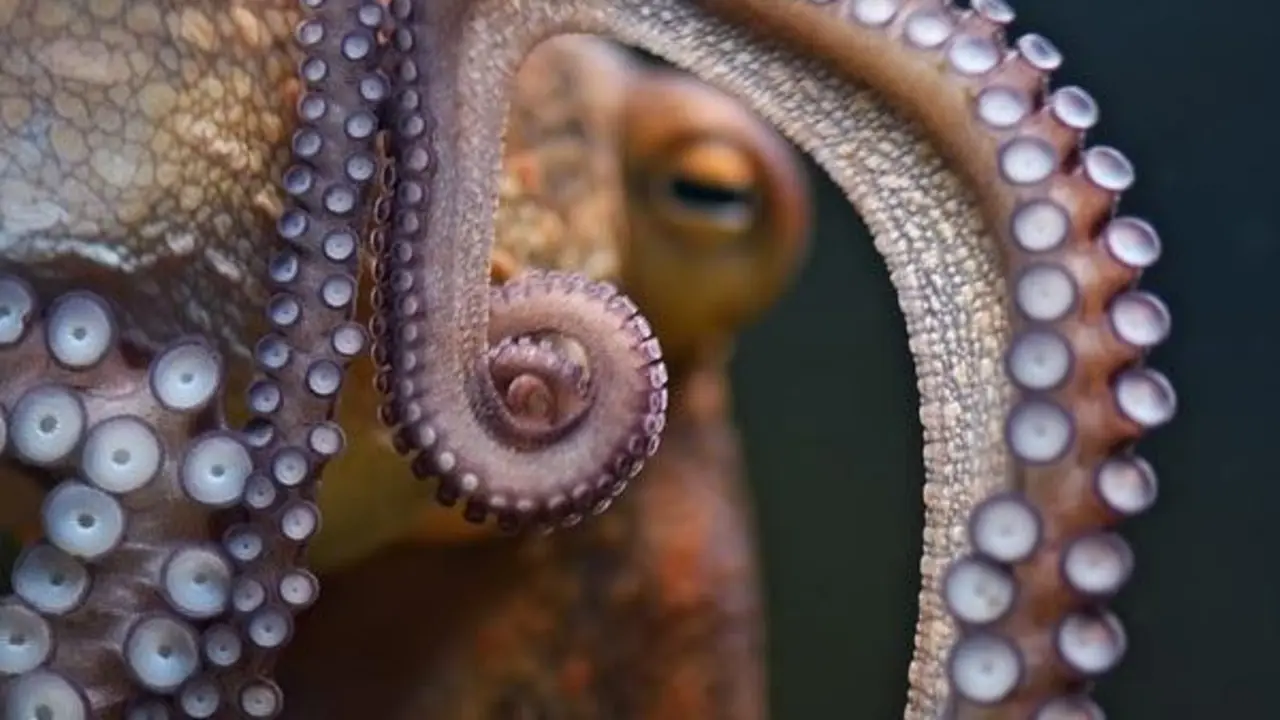 Pulpo. - Freder