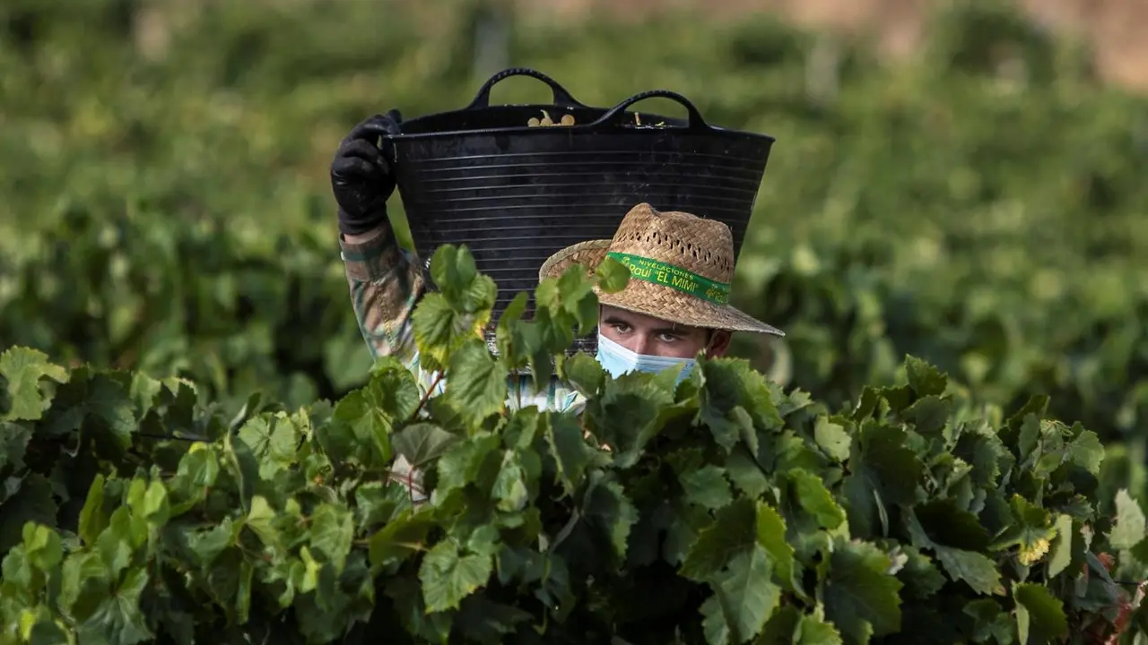 Agricultura. - Efe/Rom&aacute;n R&iacute;os