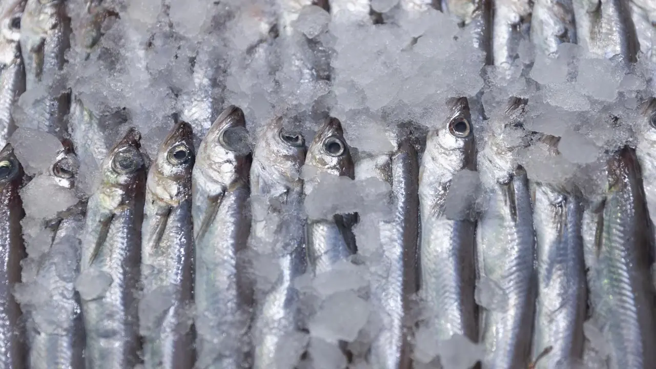 Sardinas expuestas en una pescader&iacute;a. - Europa Press