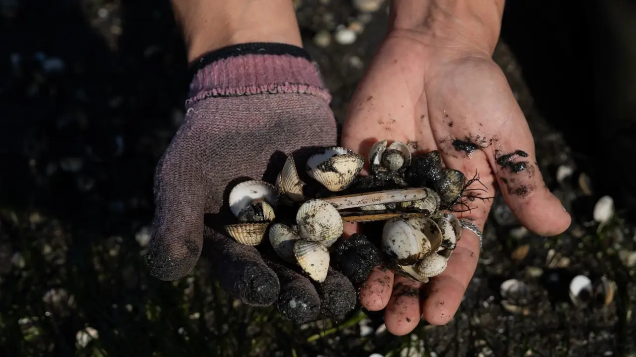 Cr&iacute;as de almeja en la ensenada de San Sim&oacute;n, R&iacute;as Baixas. - Europa Press