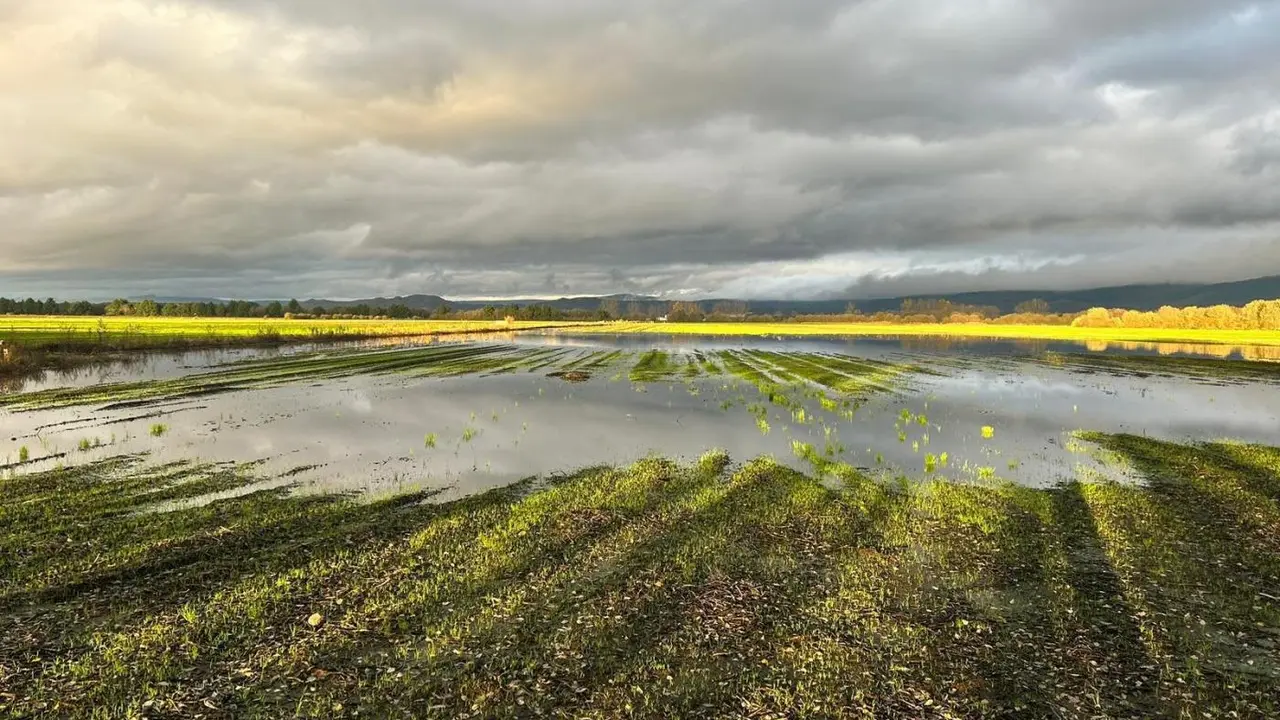 Campo de cultivo en el &aacute;rea de la Laguna Antela, tras las tormentas. - ADEGAL
