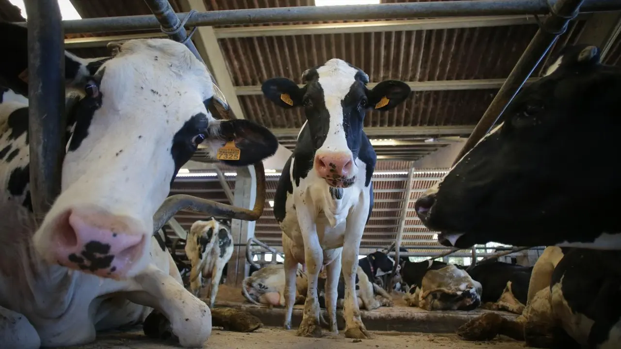 Vacas de una ganader&iacute;a. - Europa Press