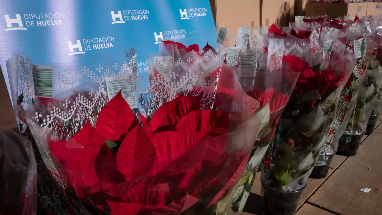 Flores de pascua. - VH