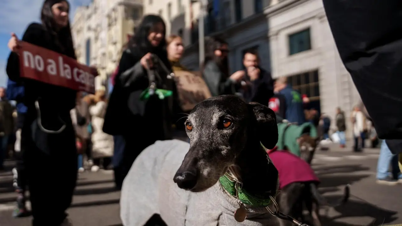Un perro durante la manifestaci&oacute;n - Matias Chiofalo / Europa Press