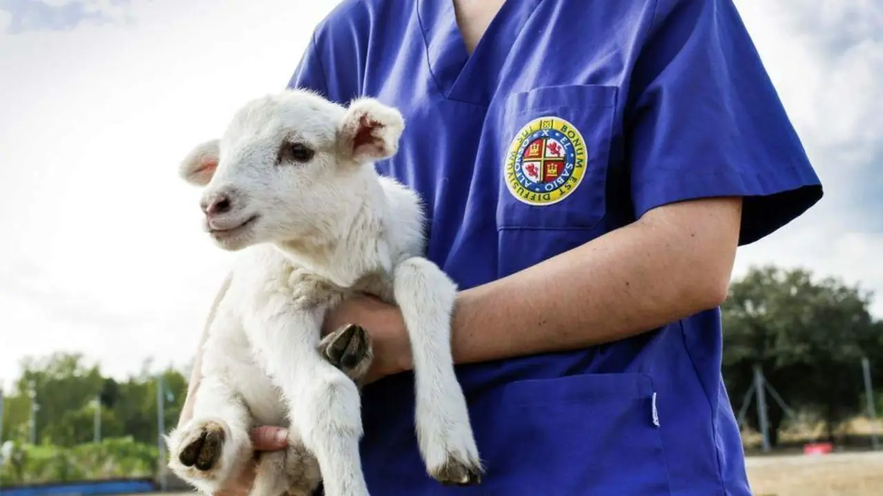 Formaci&oacute;n en Veterinaria. - UAX