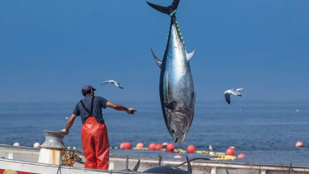 Pesca de at&uacute;n rojo. - AI