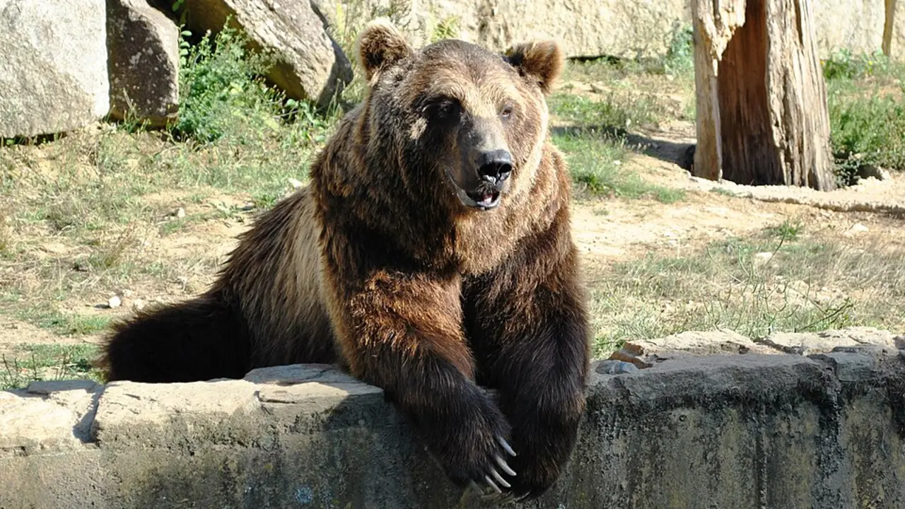 El oso Carmo | Wikipedia