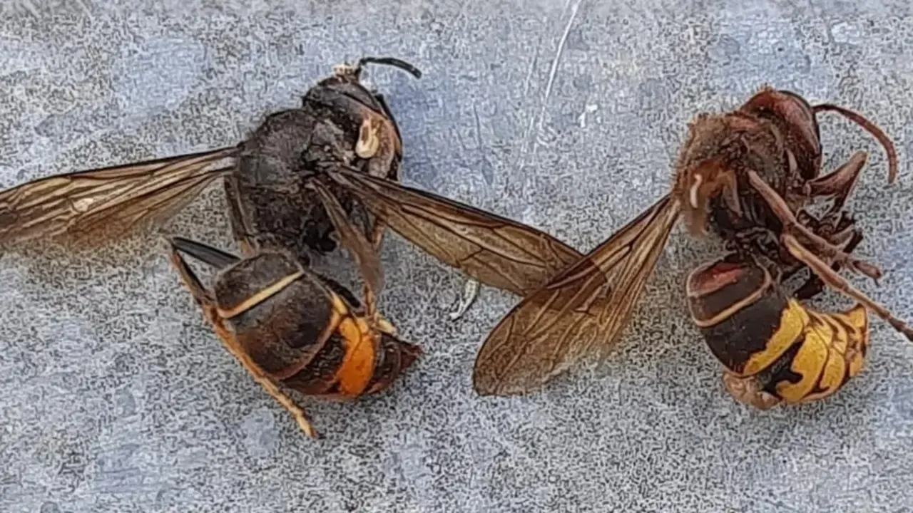 Avispa Vespa Velutina. | GVA-EP