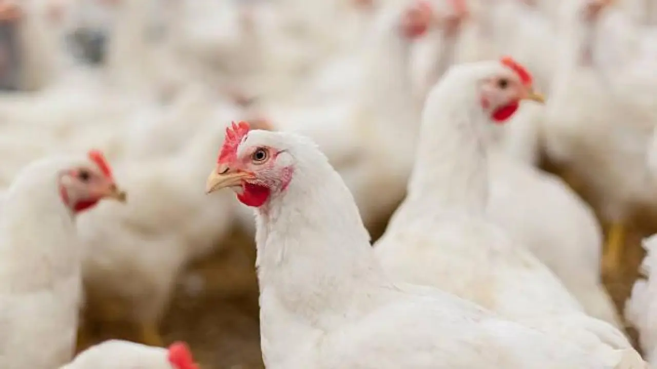 Gallinas.
- JCCM