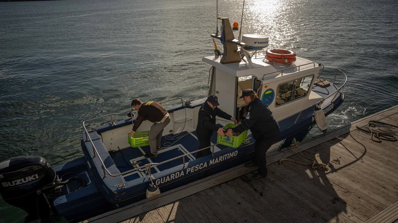 Agentes de Gardacostas de Galicia
Agentes del servicio de Guardacostas de Galicia cargan a bordo de un buque de Guardia de Pesca Mar&iacute;timo los excedentes de un buque que sobrepas&oacute; el cupo m&aacute;ximo de capturas para dirigirse al banco marisquero del que se extrajo para devolverlos al mar a 19 de diciembre de 2025.
------------
El servicio de Guardacostas, dependiente de la Xunta de Galicia, realiza tareas de control y vigilancia en la Lonja de Cambados este viernes 19 de diciembre de 2025, durante el &uacute;ltimo d&iacute;a de campa&ntilde;a de la vieira. Este marisco de la especie de los bivalvos abre la temporada de capturas durante el &uacute;ltimo trimestre del a&ntilde;o, si bien, este a&ntilde;o &uacute;nicamente estuvo permitido su captura los d&iacute;as 17, 18 y 19 de diciembre dtras permanecer cerrados gran parte de los bancos marisqueros de la r&iacute;a de Villagarc&iacute;a debido al alto nivel de toxina registrado en el agua.
El servicio de Guardacostas es un servicio que act&uacute;a principalemente en el mar, si bien, tambi&eacute;n realiza tareas de control de pesca en los puertos y lonjas de la comunidad de Galicia. Entre sus tareas est&aacute; la del control de cupos m&aacute;ximos de captura, tallajes m&iacute;nimos, as&iacute; como el control y registro de buques, si fuese necsario, para evitar el contrabando de especies que eviten los mecanismos legales, de trazabilidad y sanitarios impuestos a cualquier actividad pesquera.