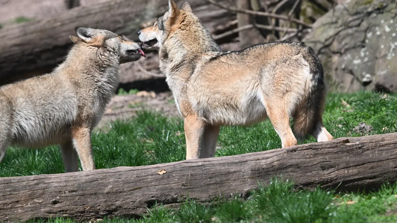Lobos.
- Bernd Weibrod/dpa - Archivo