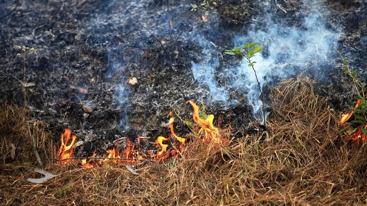 Quema forestal
- XUNTA - Archivo