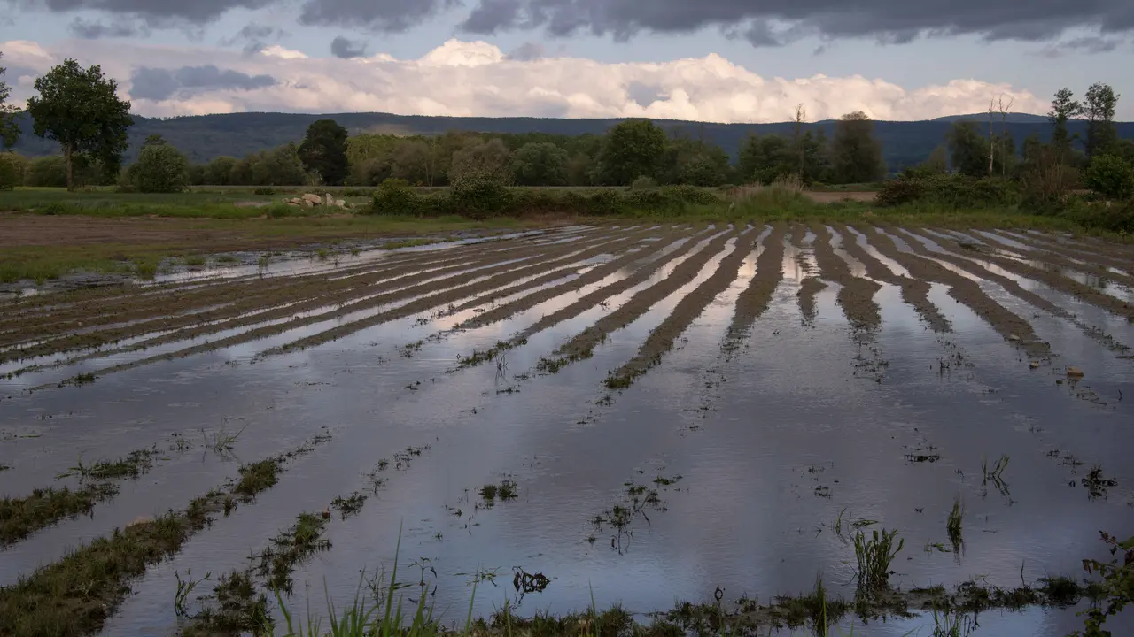 Los productores de A Limia temen por la cosecha de la patata. | Europa Press.
