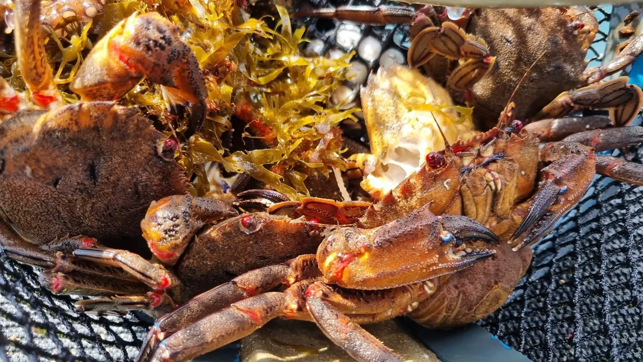 Marisco devuelto al mar | Gardacostas